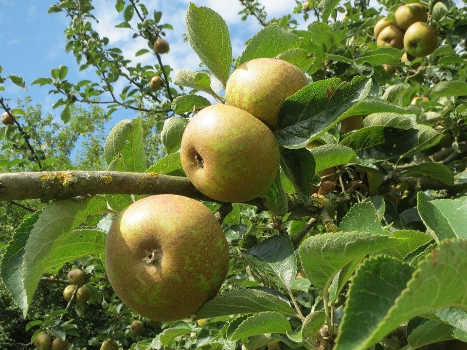 Apple Trees — Montana Fruit Tree Company