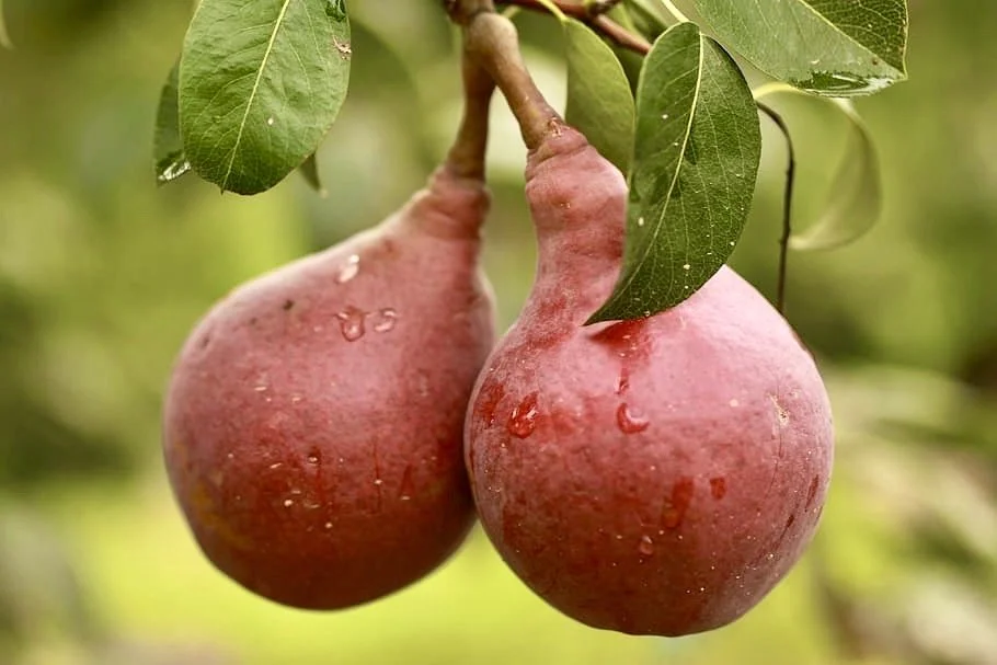 Red d'Anjou Pear — Montana Fruit Tree Company