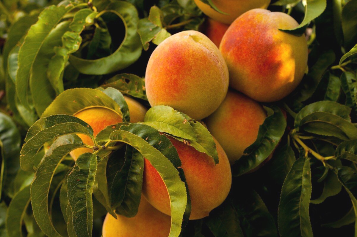 Peach Trees — Montana Fruit Tree Company