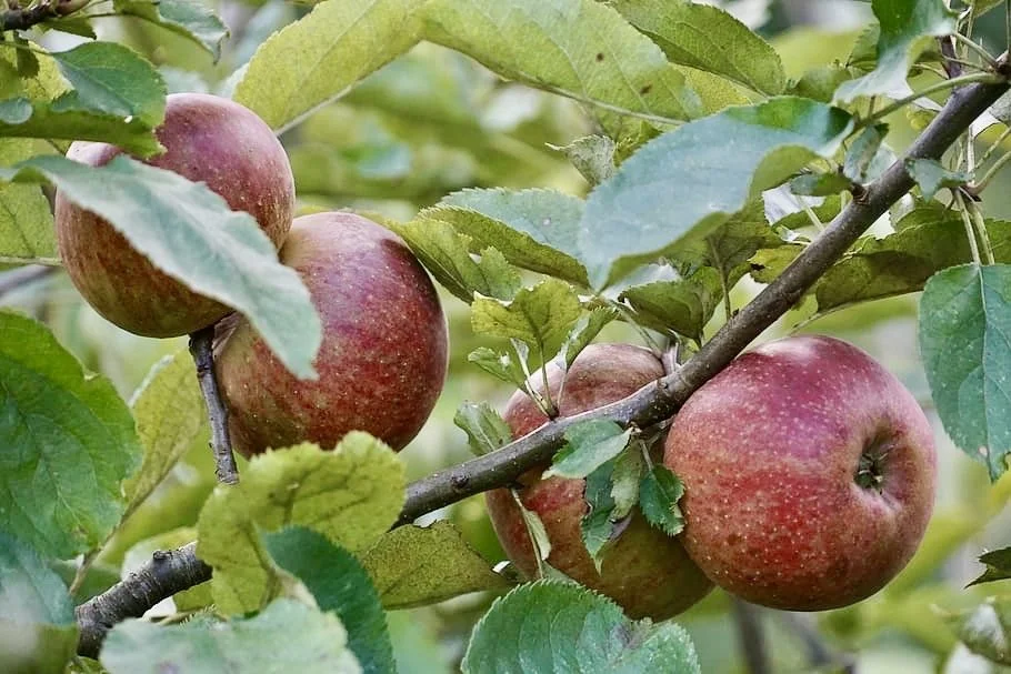 Cider Apples Trees — Montana Fruit Tree Company