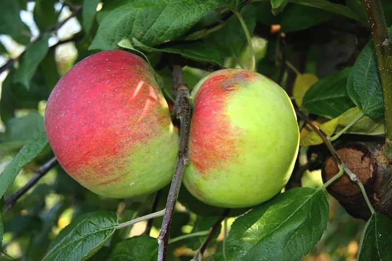 Apple Trees — Montana Fruit Tree Company