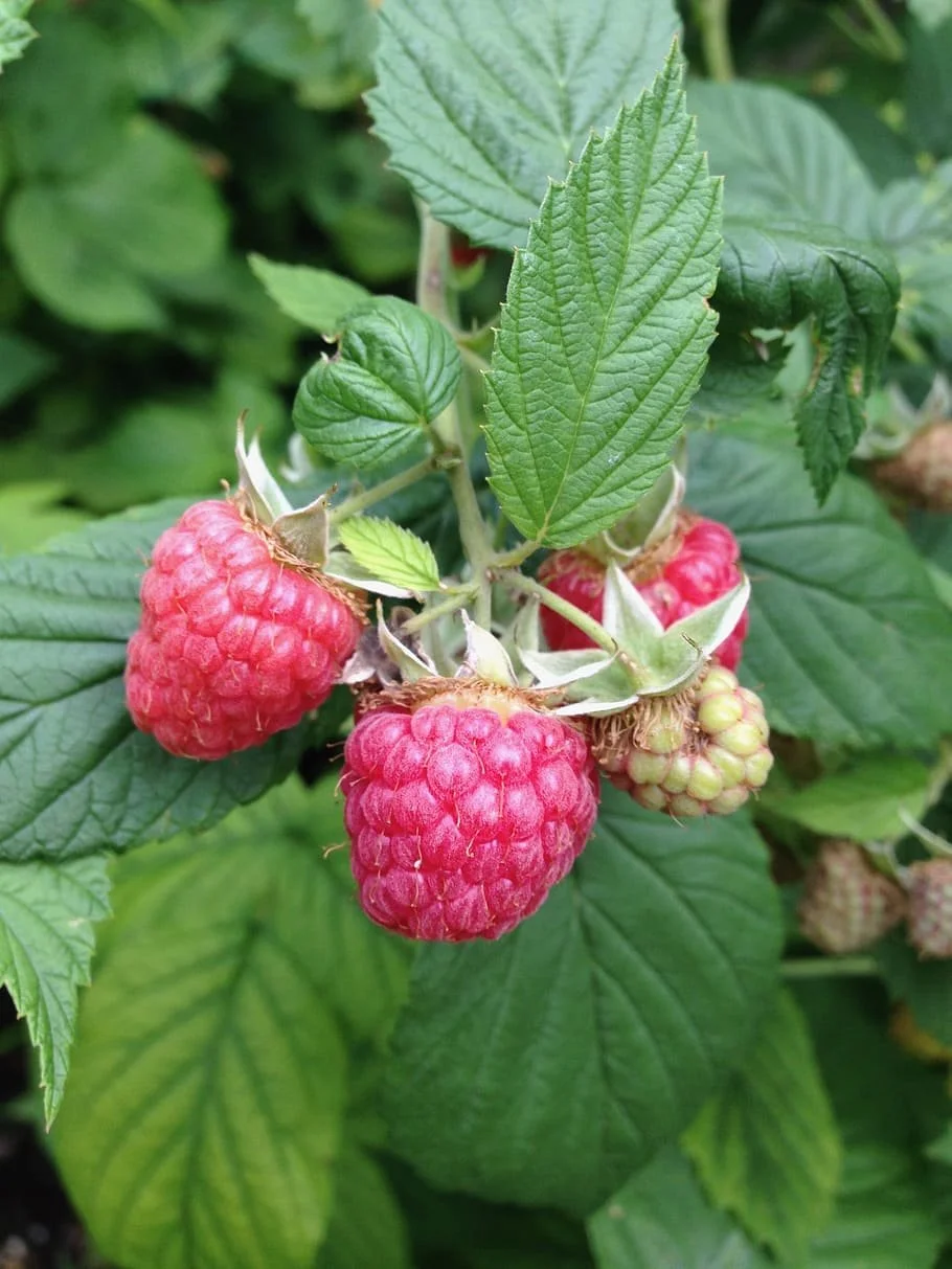 Red Raspberries — Montana Fruit Tree Company