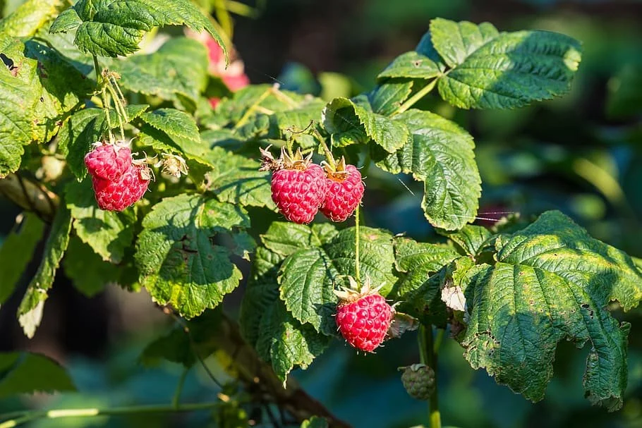 Red Raspberries — Montana Fruit Tree Company