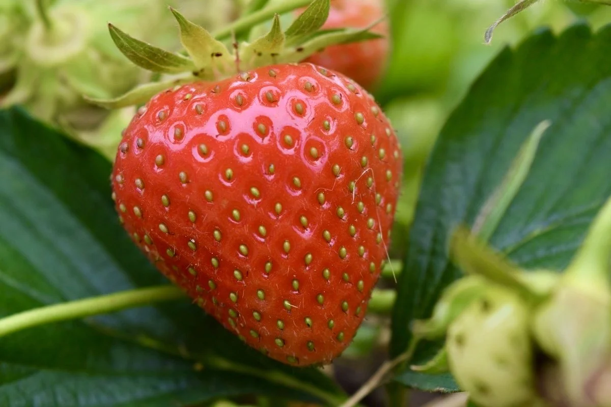 Zone 3 Strawberries — Montana Fruit Tree Company