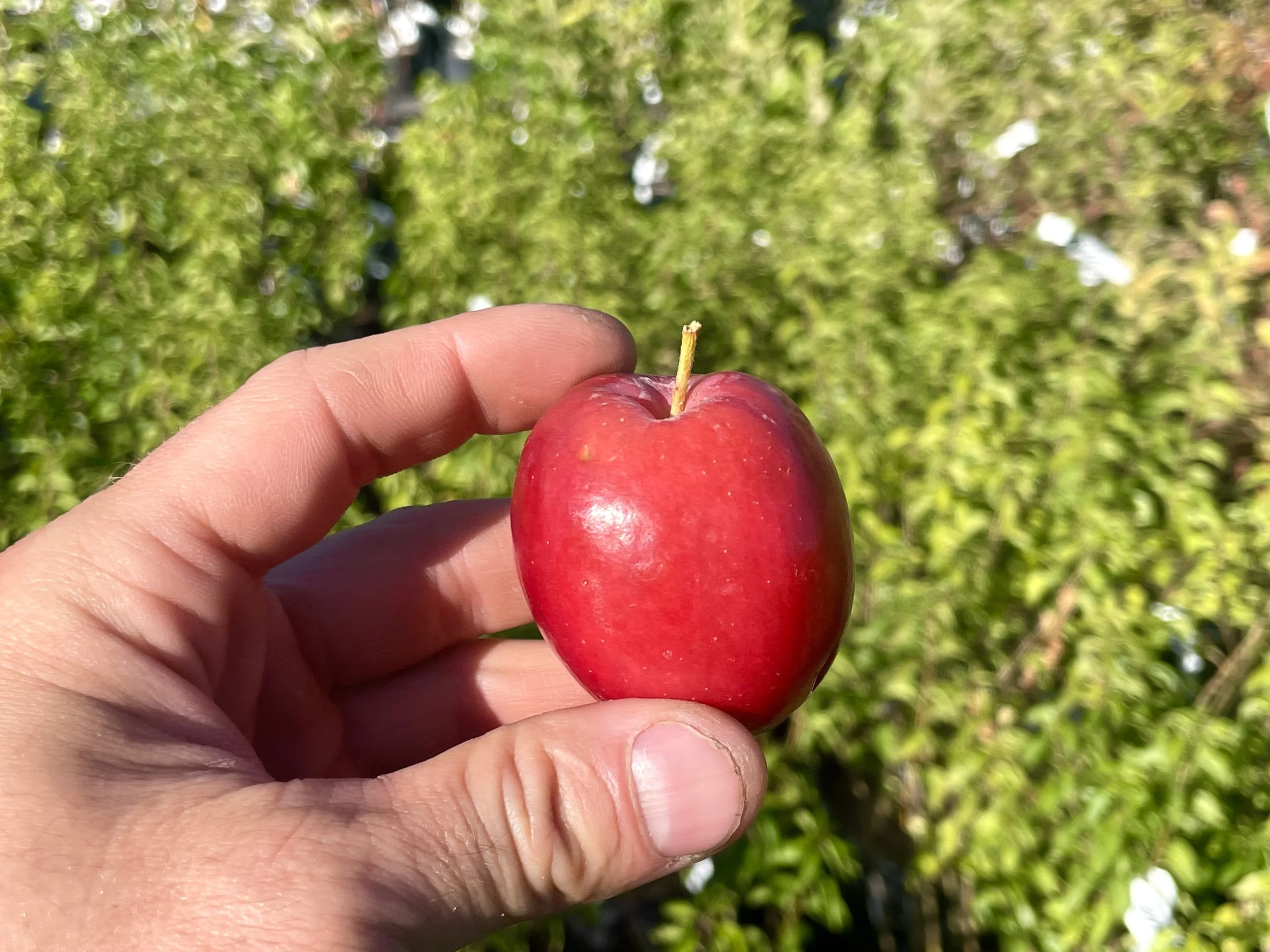 Kerr Crab — Montana Fruit Tree Company