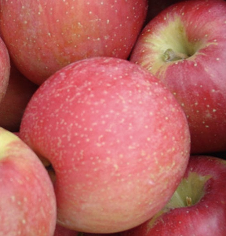 Honeycrisp Apple — Montana Fruit Tree Company