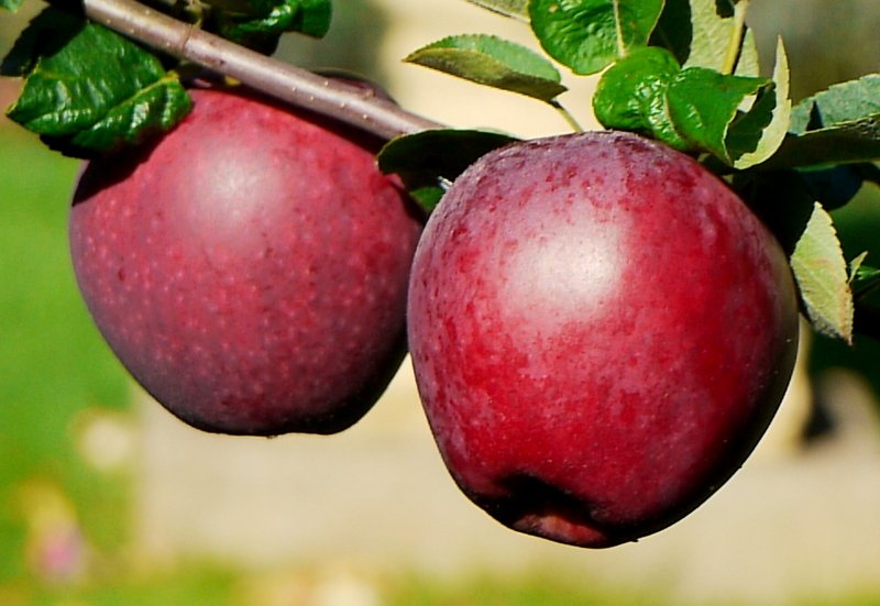 Honeycrisp Apple — Montana Fruit Tree Company