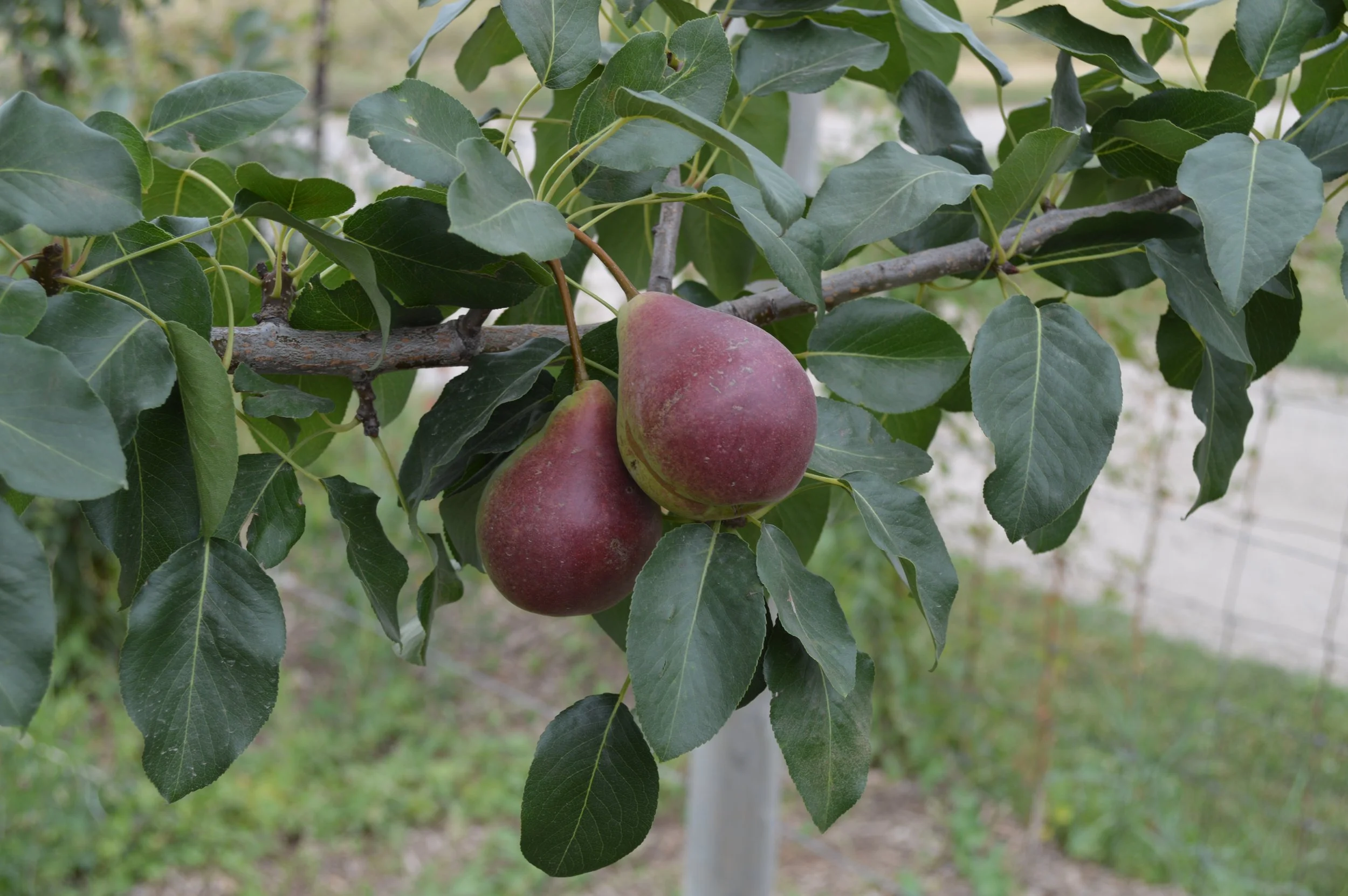 Pear Trees — Montana Fruit Tree Company