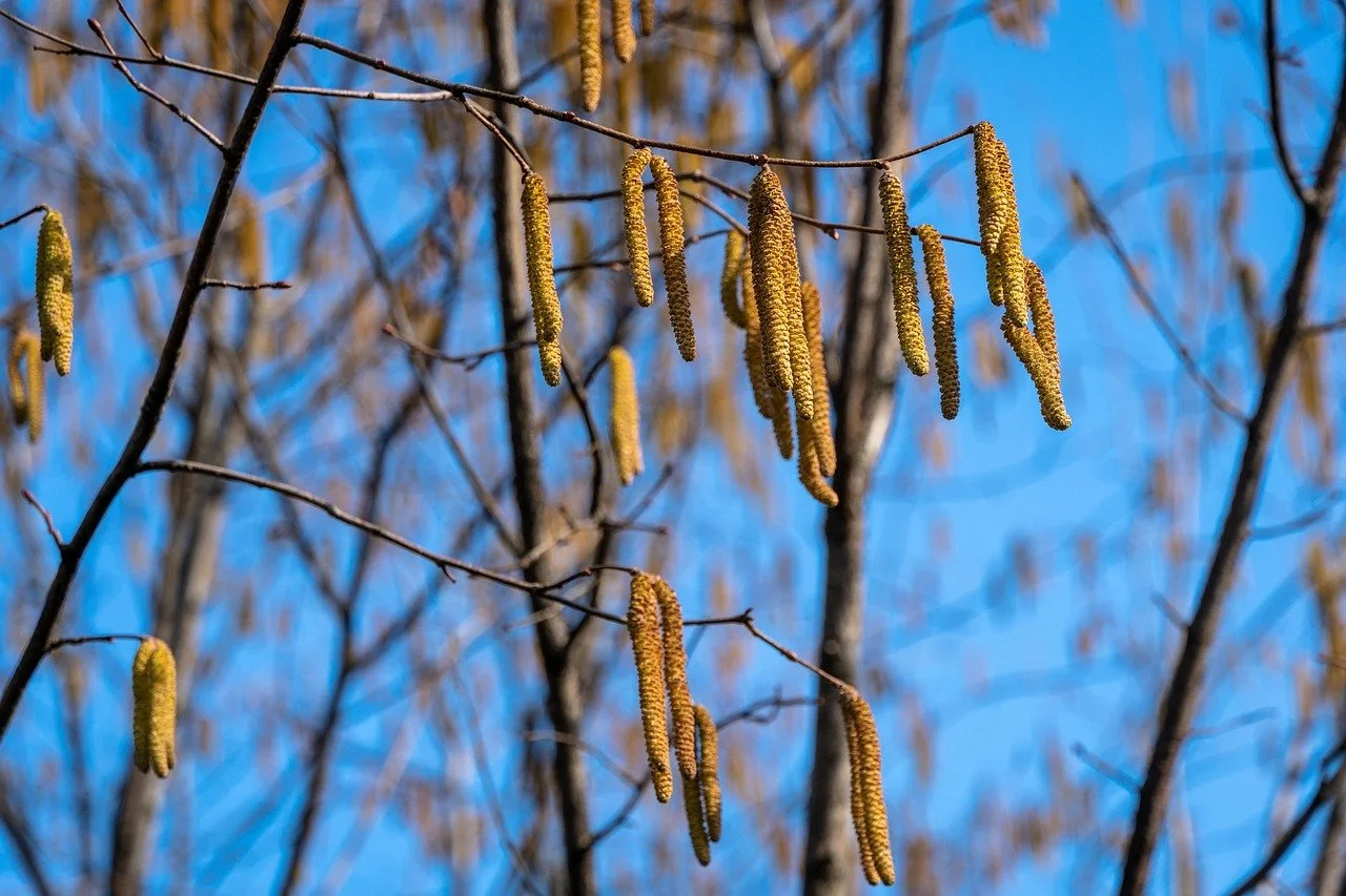 Hybrid Hazelnut (Bundle of 5) Ships Fall — Montana Fruit Tree Company