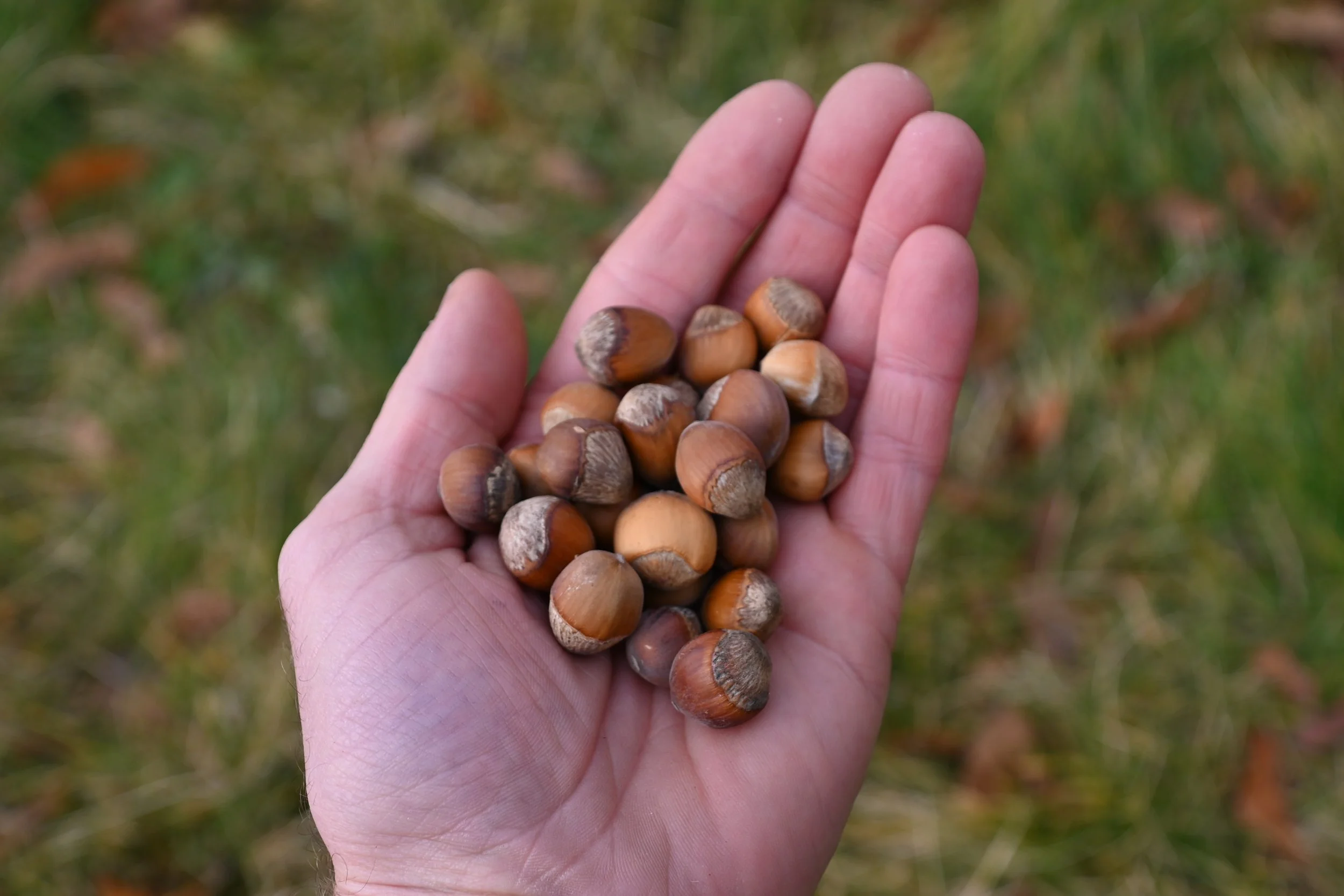 Hybrid Hazelnut (Bundle of 5) Ships Fall — Montana Fruit Tree Company