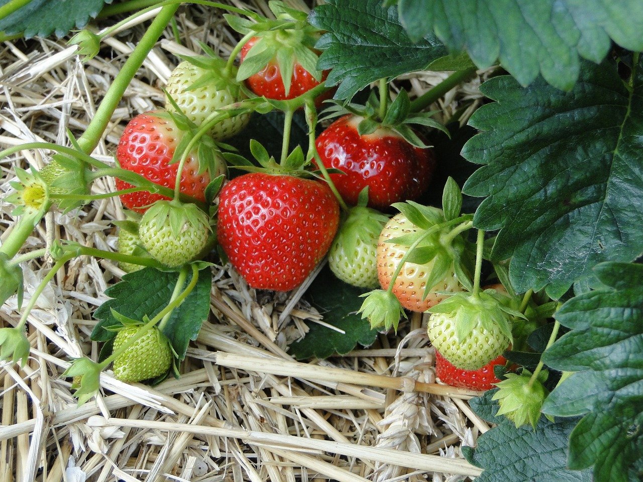 Late Summer Strawberries — Montana Fruit Tree Company