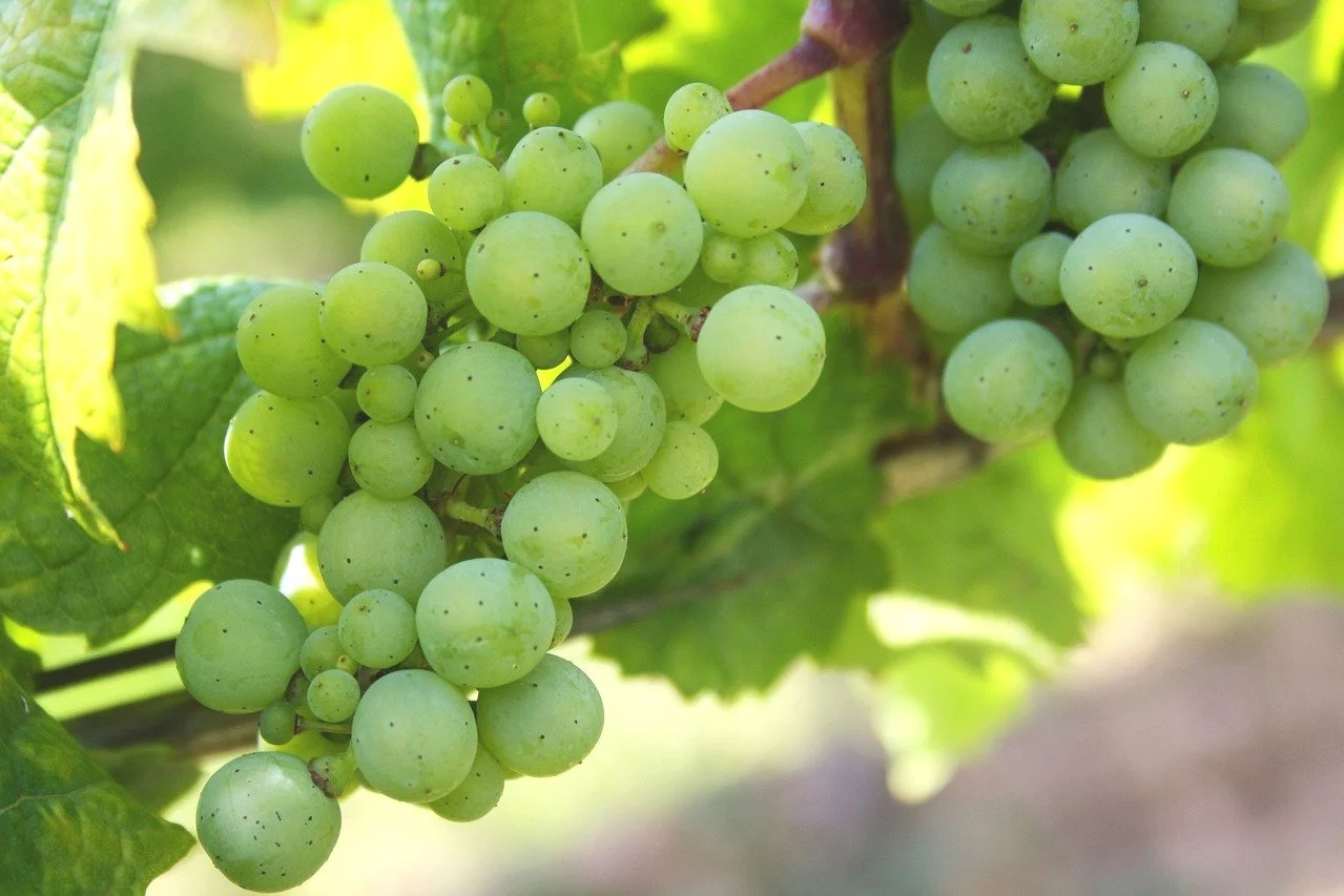 grapes-439300_1280.jpg