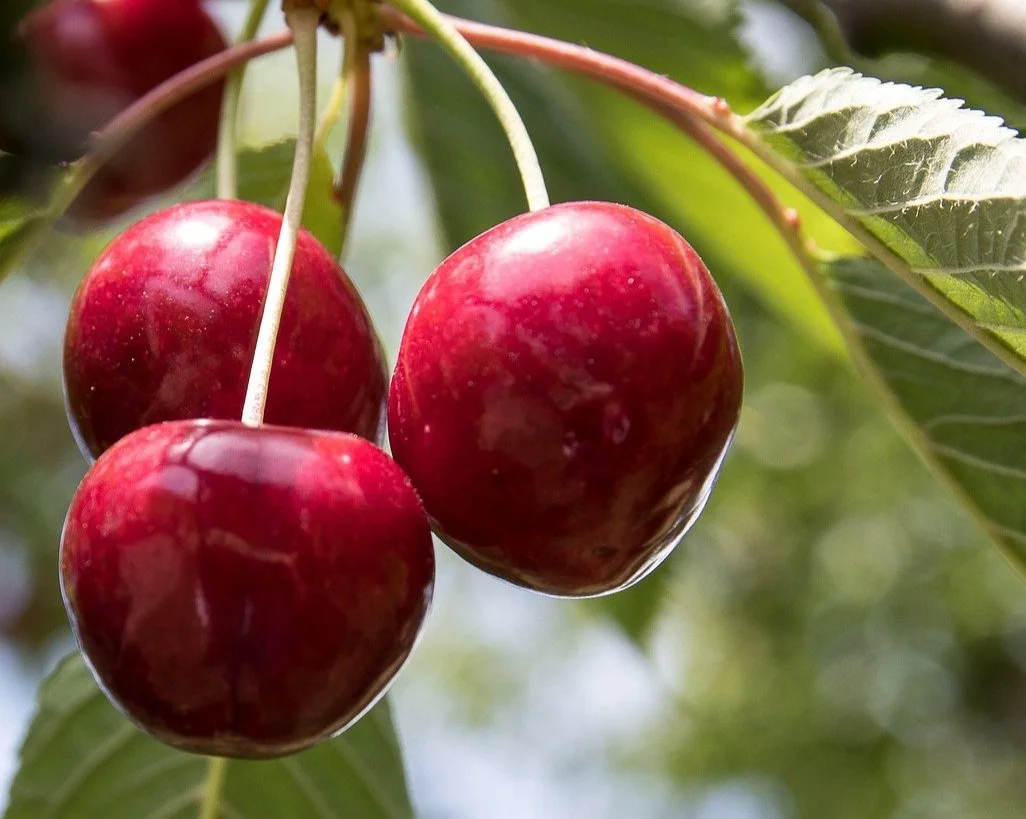 Juliet Dwarf Cherry (Bundle of 2) — Montana Fruit Tree Company