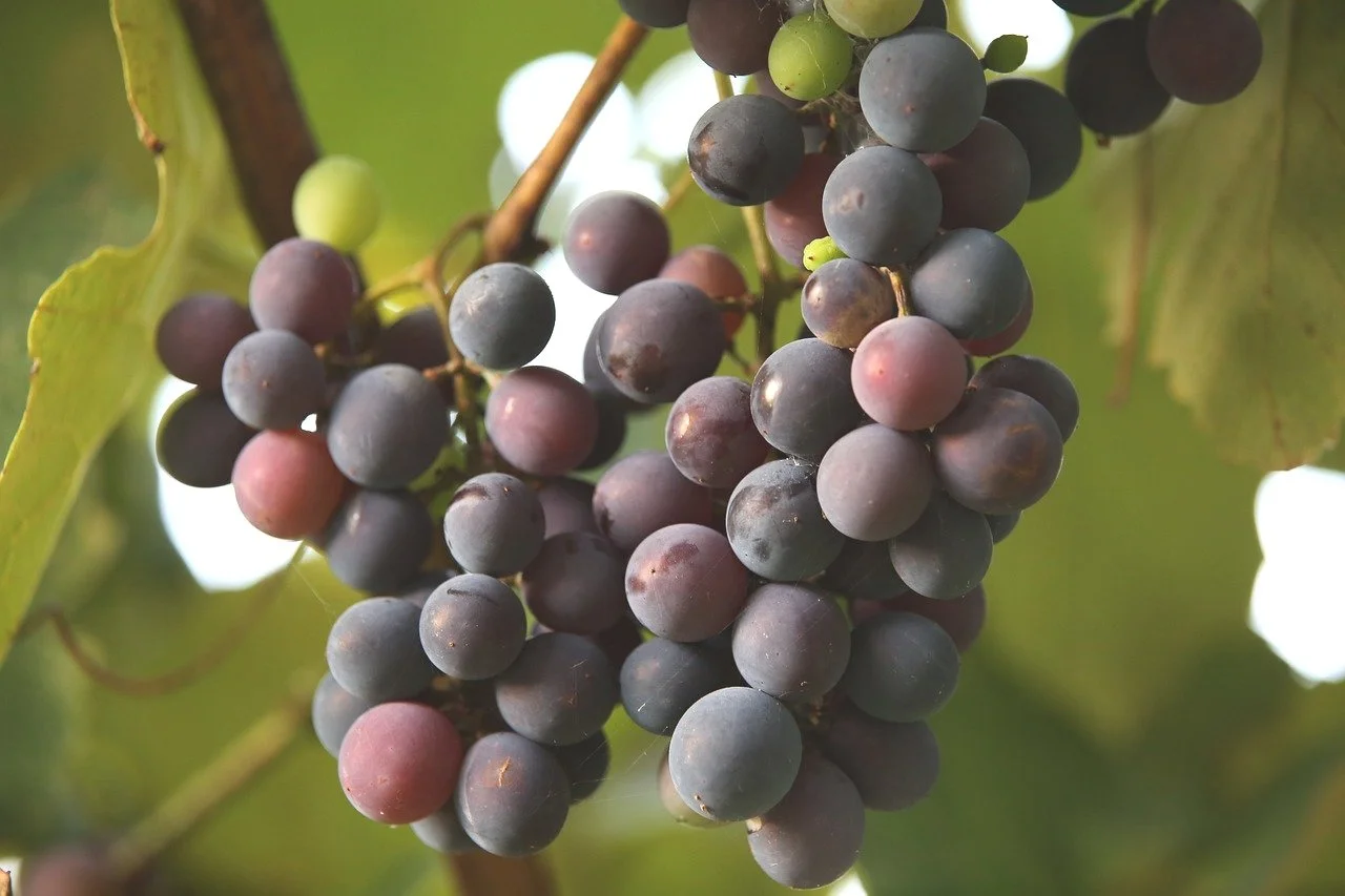Red Wine Grapes — Montana Fruit Tree Company