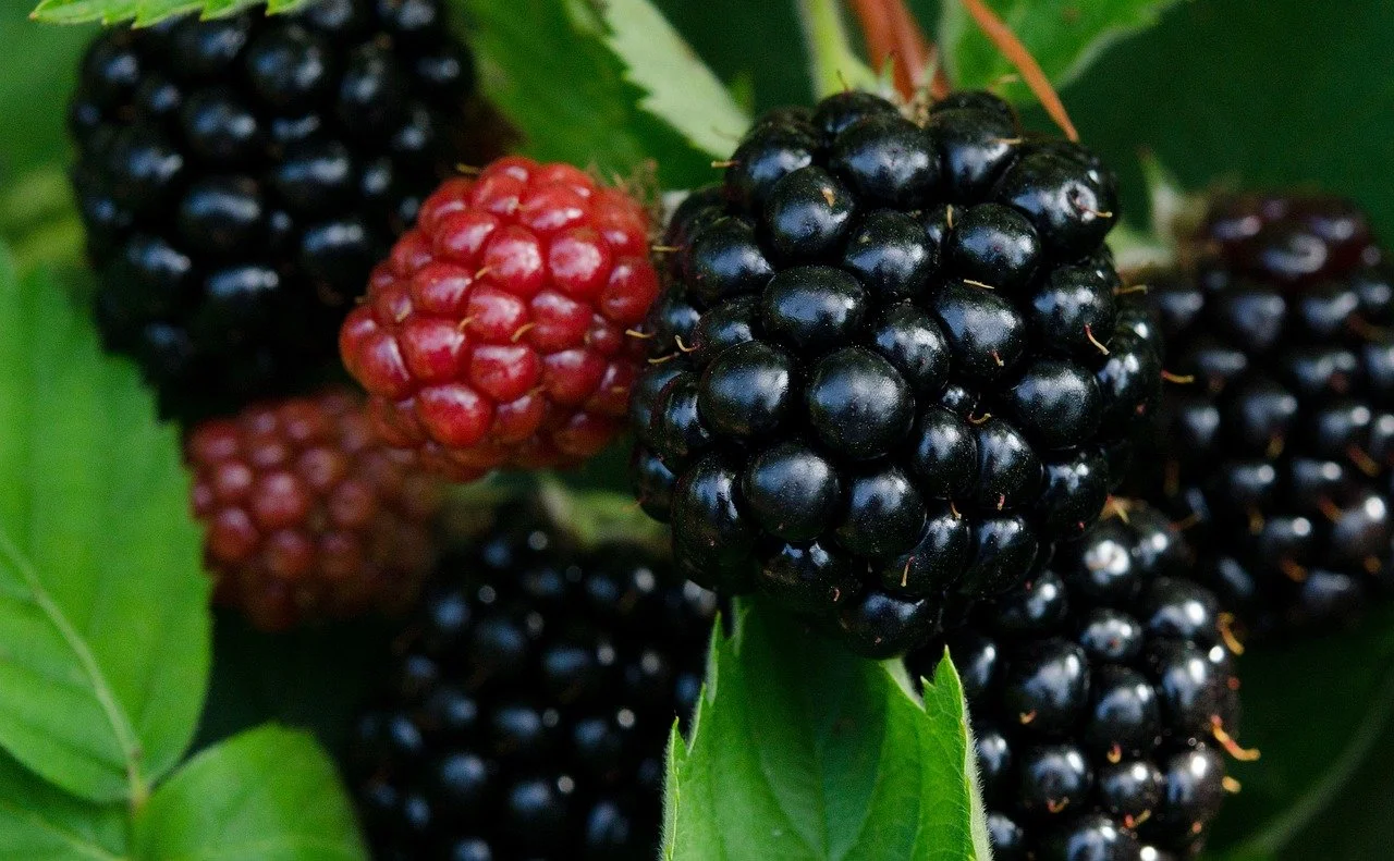 Blackberries — Montana Fruit Tree Company