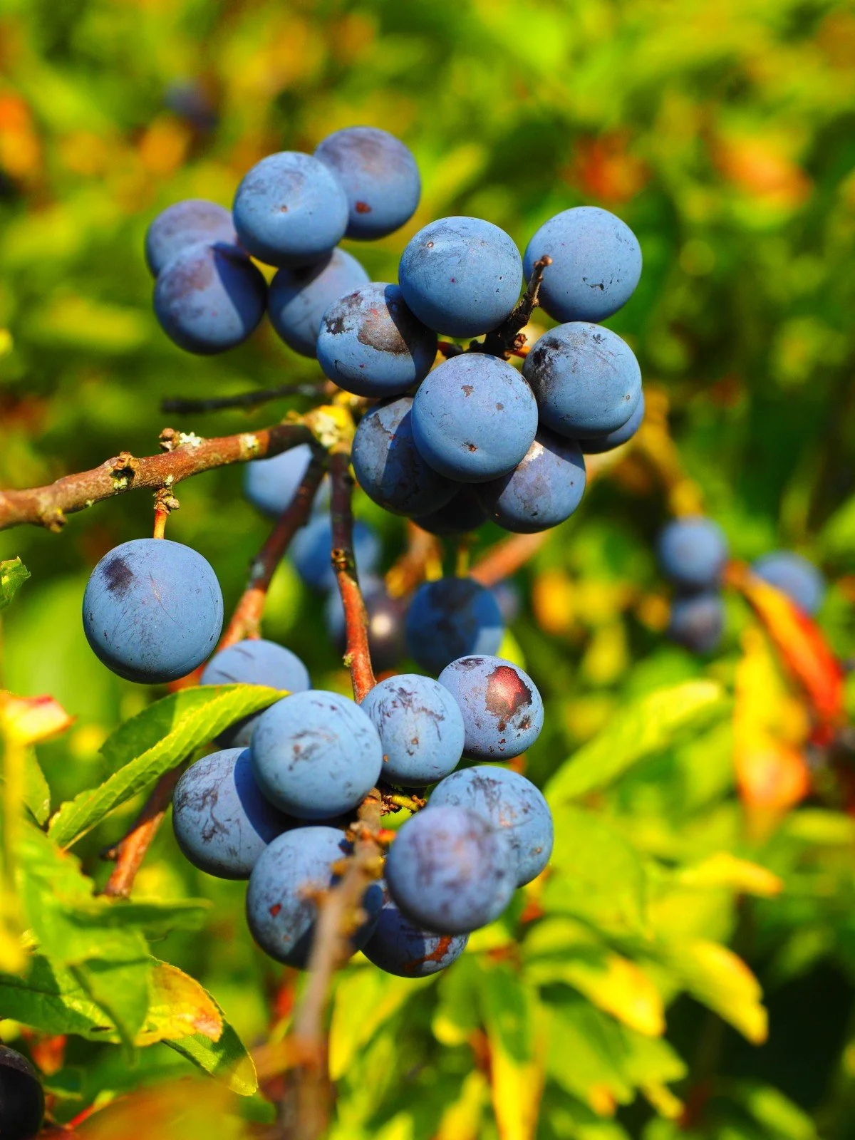 Northern Blue Plum — Montana Fruit Tree Company