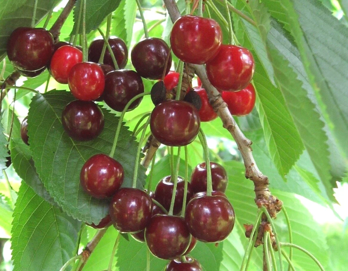 Montana Fruit Tree Company
