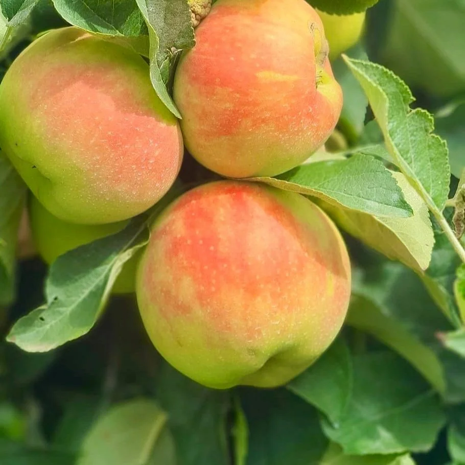 Montana Fruit Tree Company
