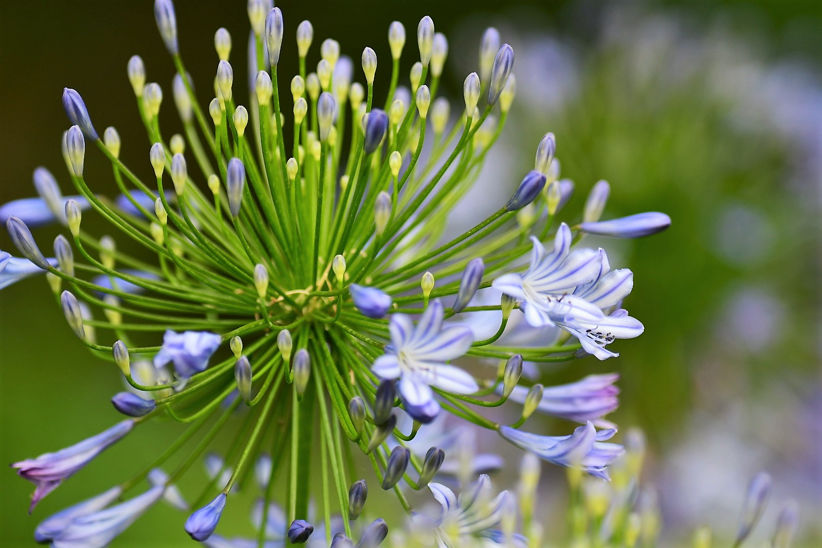 Agapanthus.jpeg