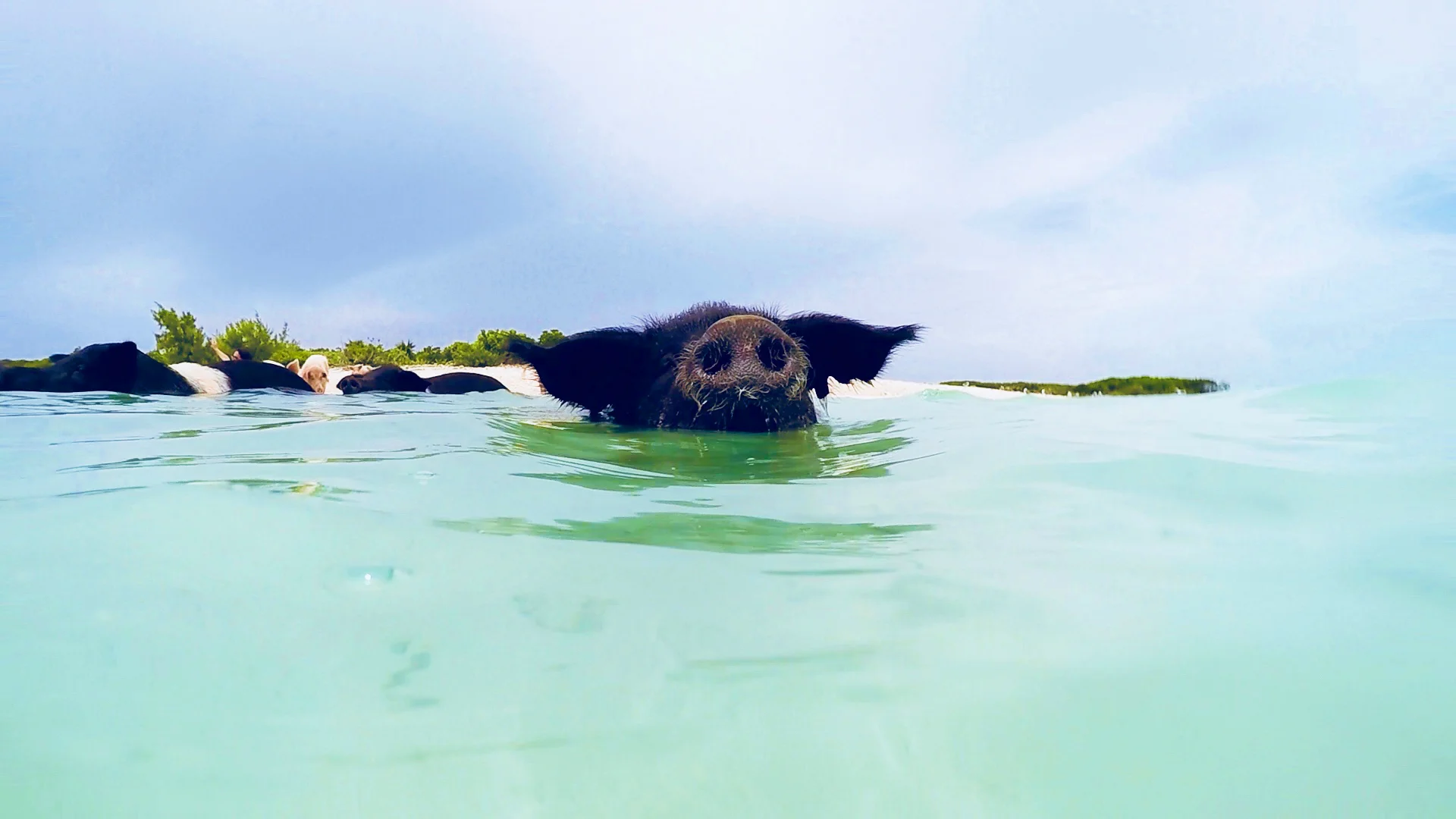 Chasing-A-Sun-Swimming-Pigs-Exuma-Bahamas-Angela-Sun-3.jpg