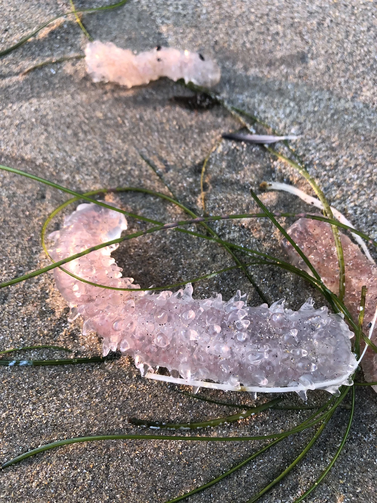 Sea Pickles: Bizarre Sea Creatures Washing Up On West Coast Shores