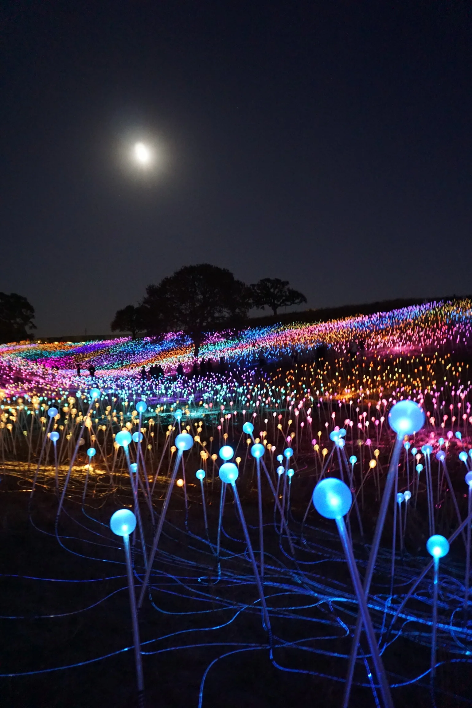 How to Visit the Field of Light at Sensorio in Paso Robles, California