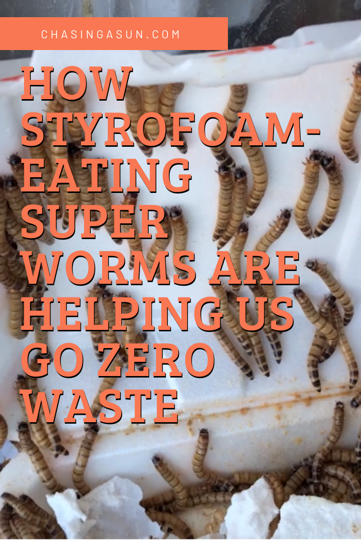 How Styrofoam-eating Super Worms are Helping Us Go Zero Waste — Chasing A.  Sun