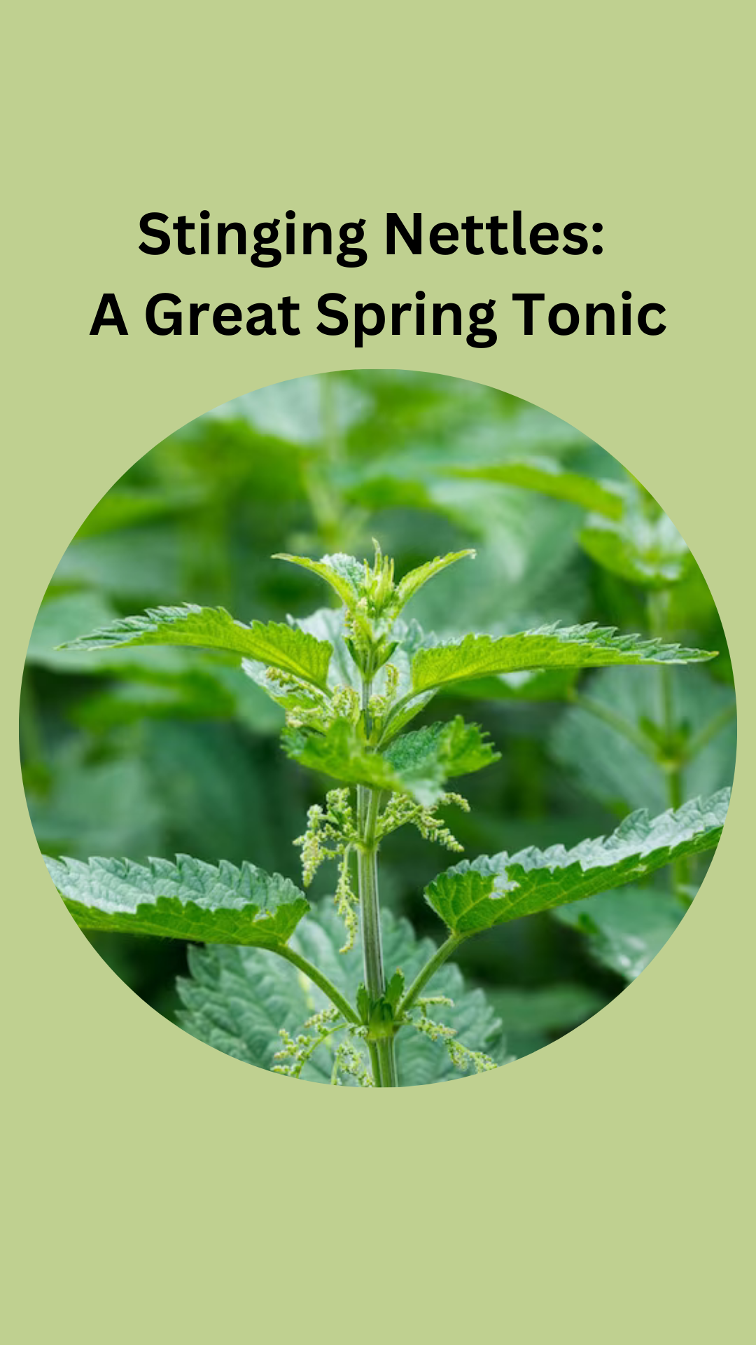 Stinging Nettle: A Great Spring Tonic