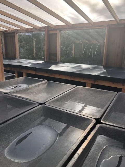 salt drying .jpg