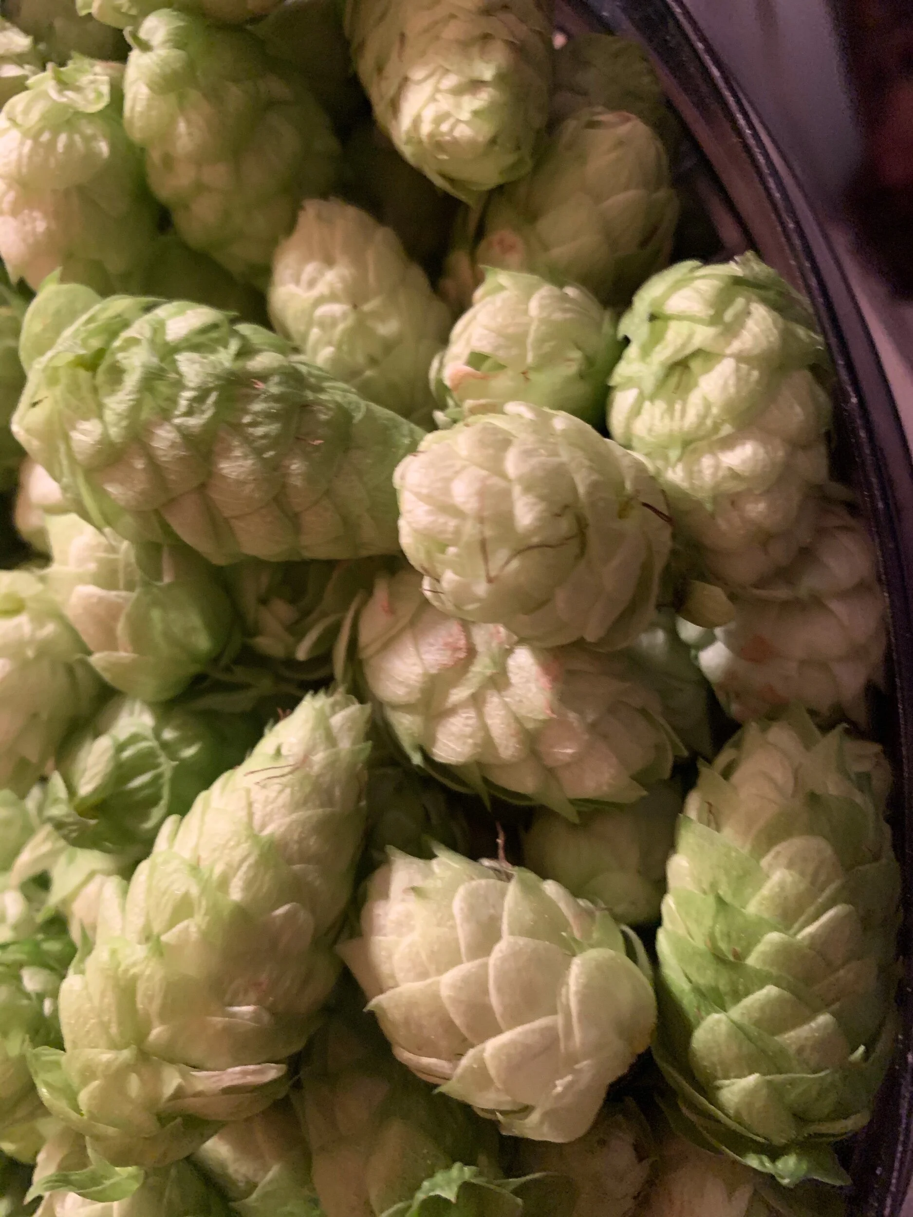 Hops dried for soap making and oil infusion 