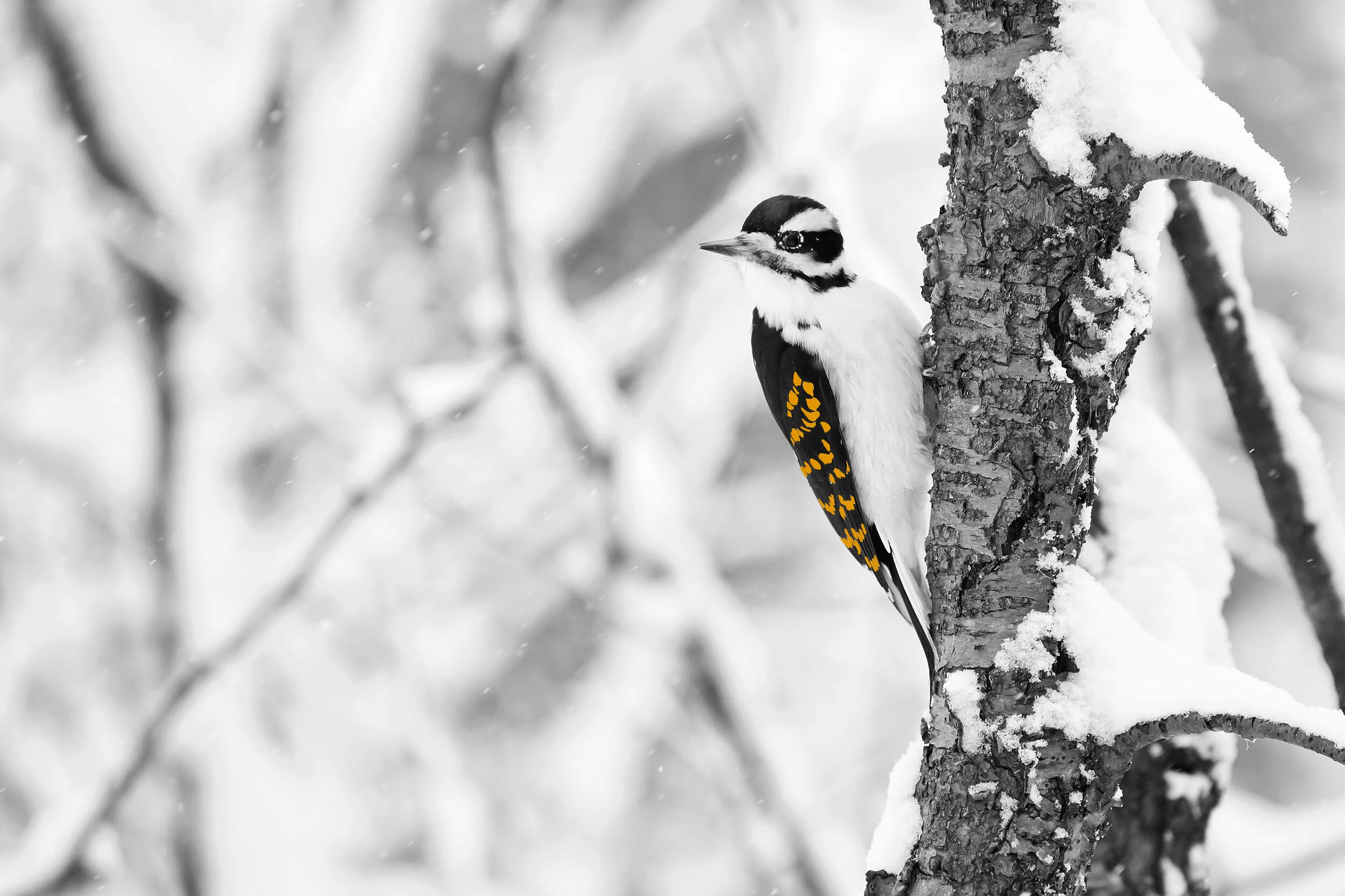 WOODPECKER - ORANGE.jpg