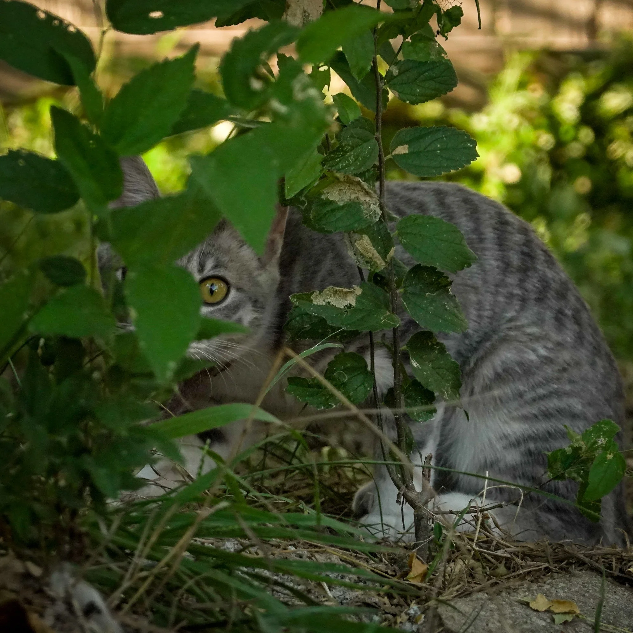 Skating the River w/ Images 