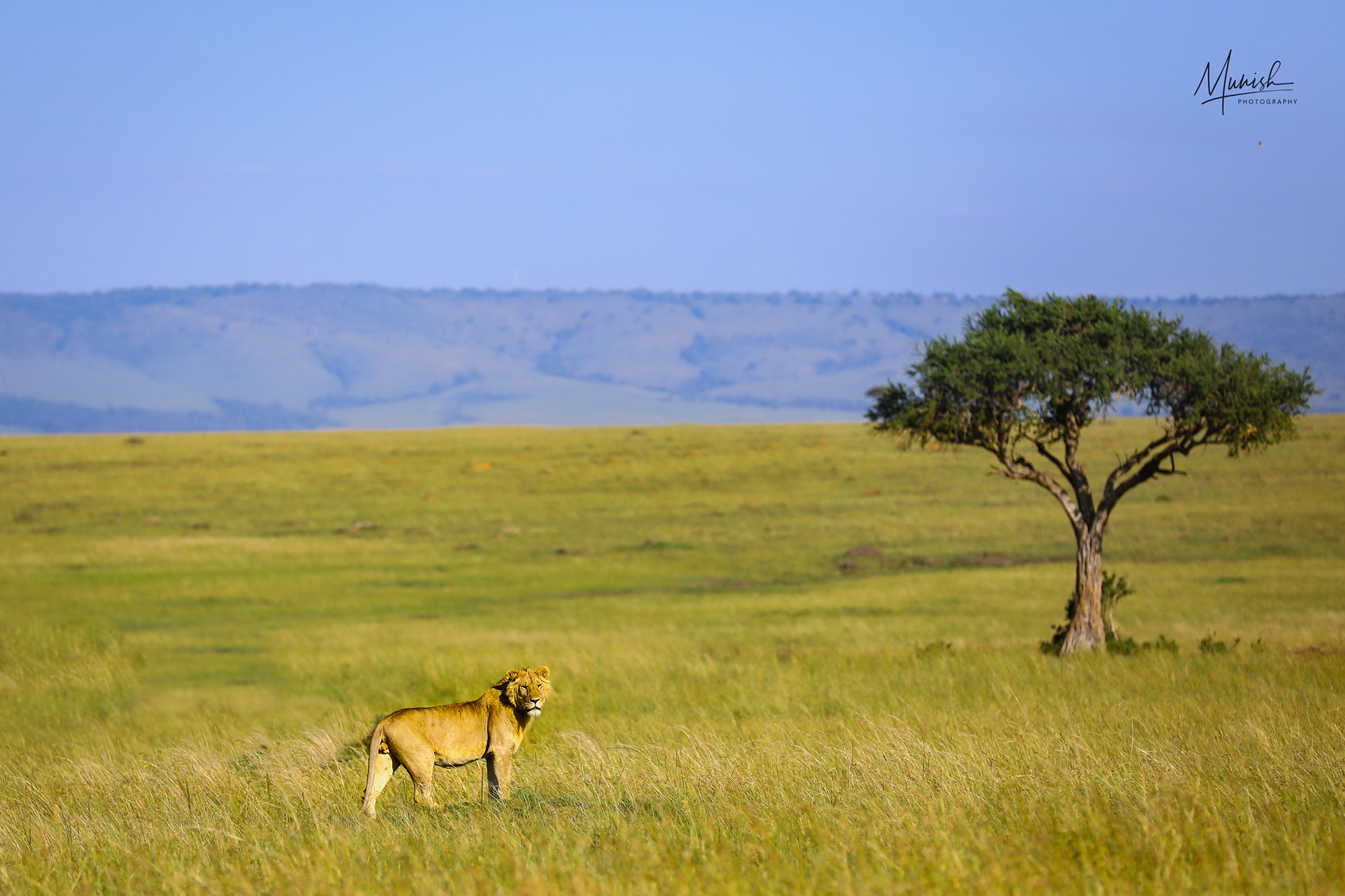 Animals in Habitat