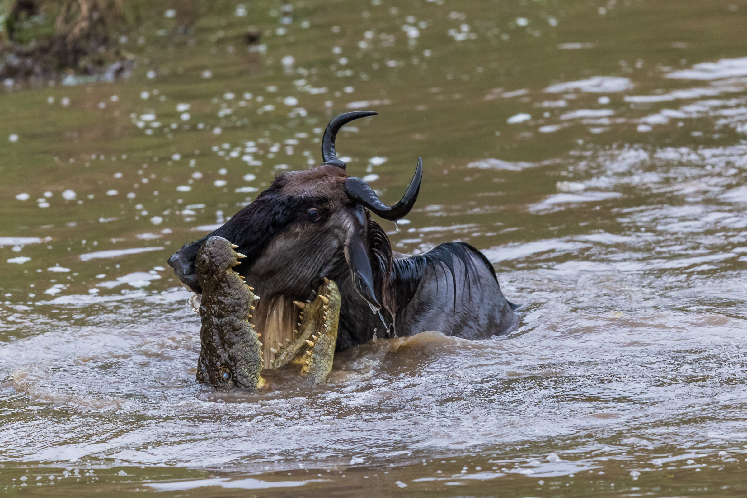 Between the powerful jaws, the Prey had no choice !