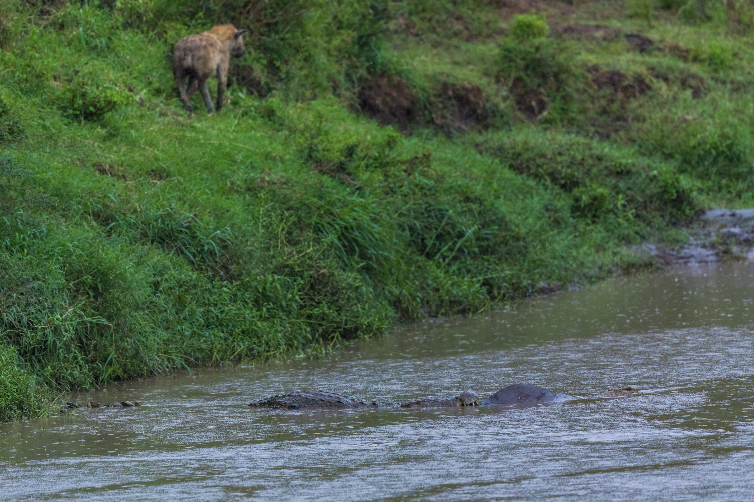 The Hyena walk by the banks watching his prey taken by others..