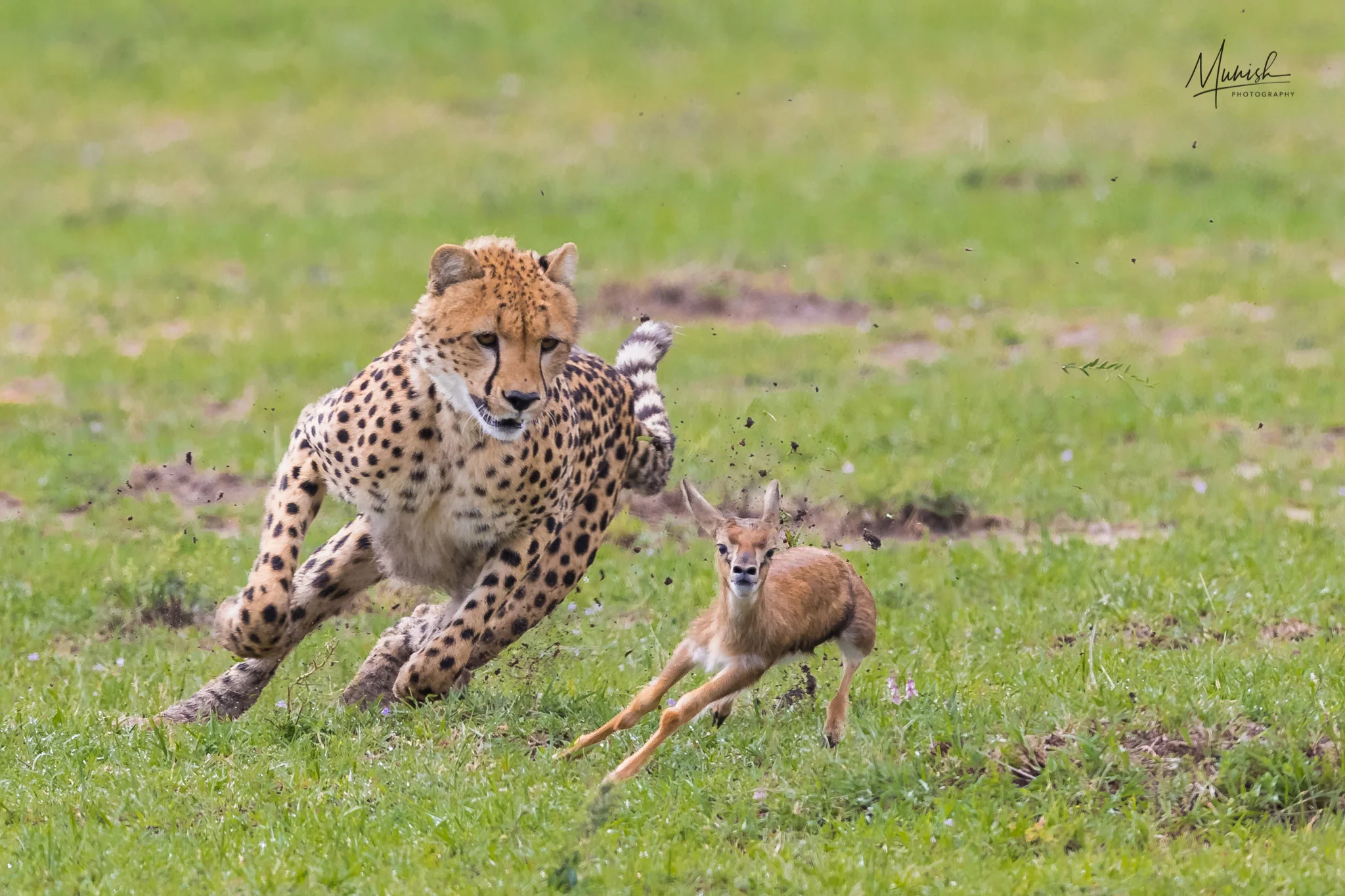 A Live hunt just in front of us, witnessed during our last trip by Nov 2017.