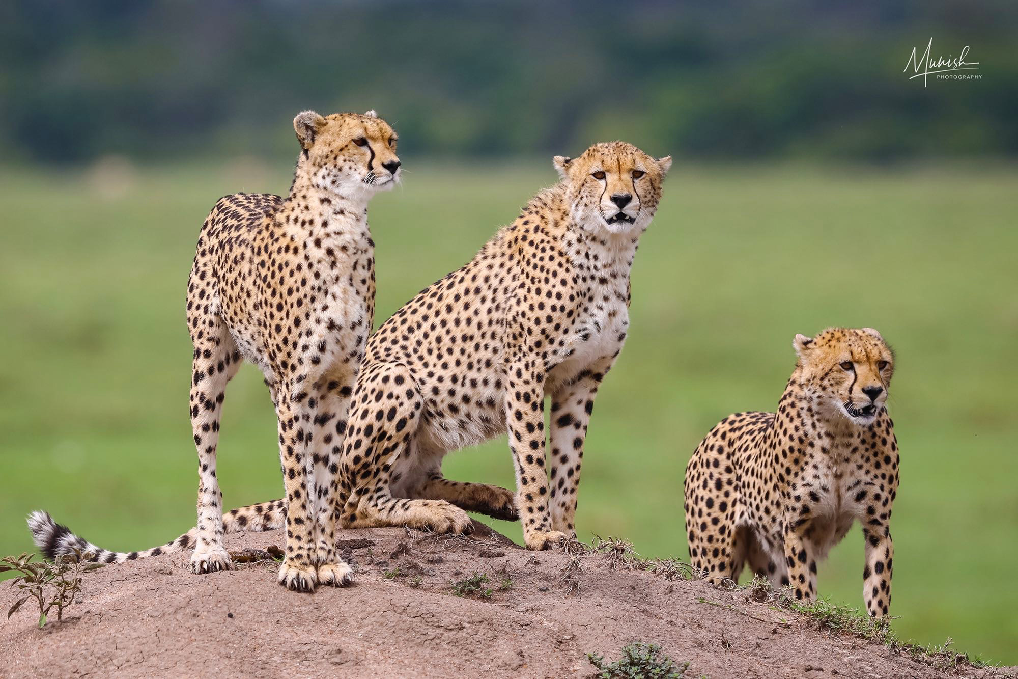 While the main focus is on mammals, the green background makes the frame more pleasing...