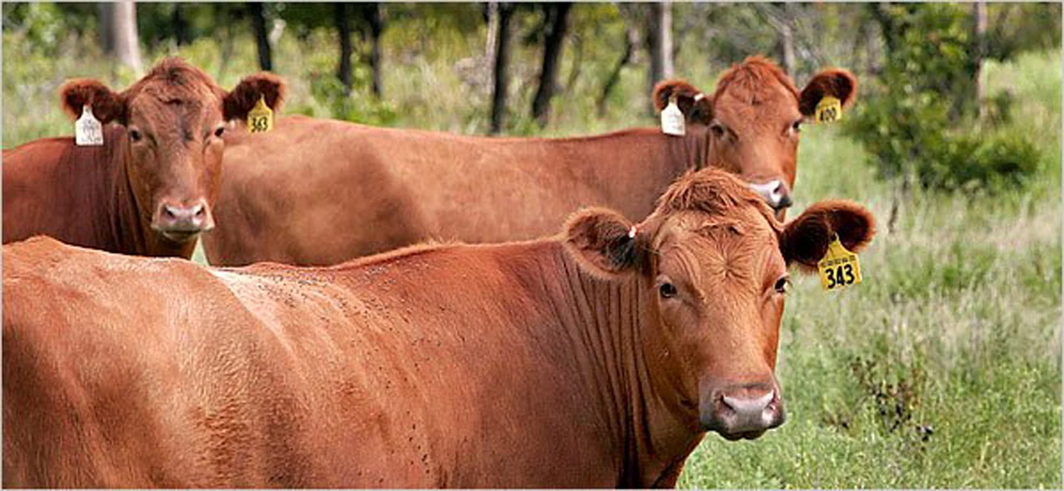 CATTLE AT THE RED BUFFALO RANCH IN SEDAN, KANSAS | PHOTO CREDIT RIP STELL FOR THE NEW YORK TIMES