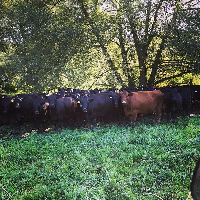 Just waiting out the mid day heat in the shade