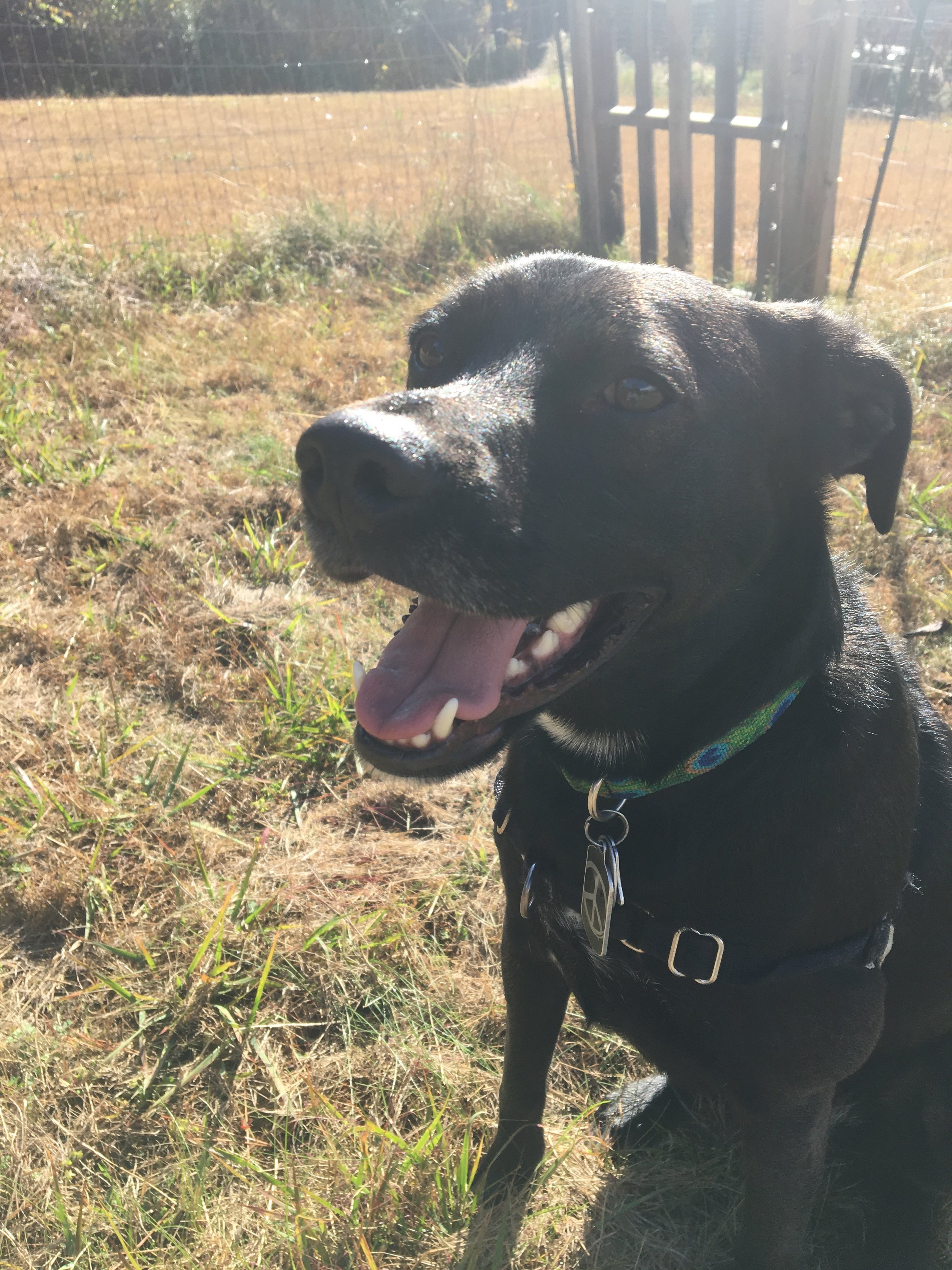 Animal Partner, Eben loves going on walks with clients!