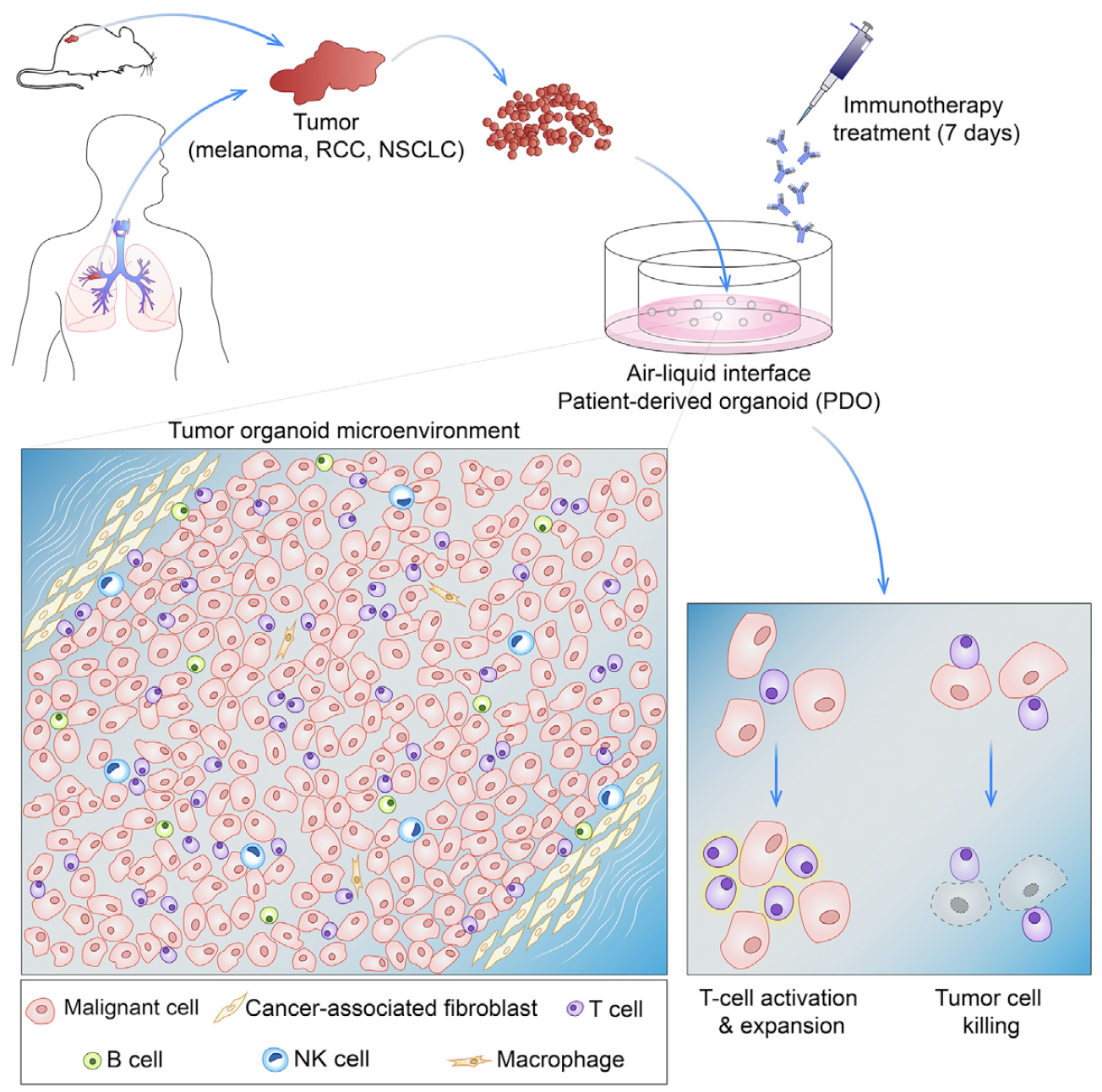 Organoid Modeling of the Tumor Immune Microenvironment