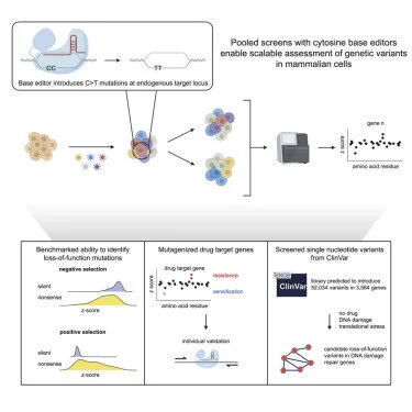 Massively parallel assessment of human variants with base editor screens