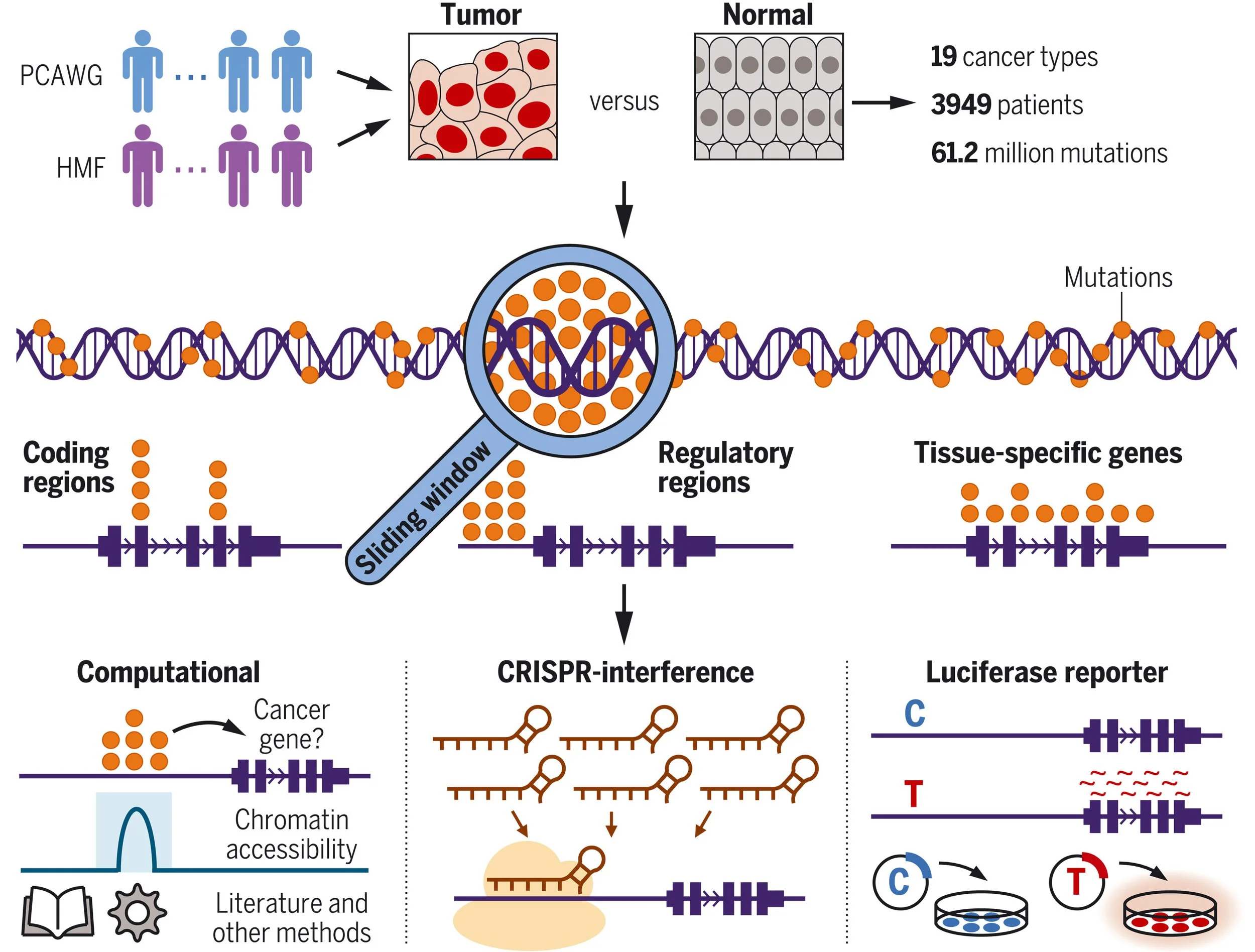 Genome-wide analysis of somatic noncoding mutation patterns in cancer