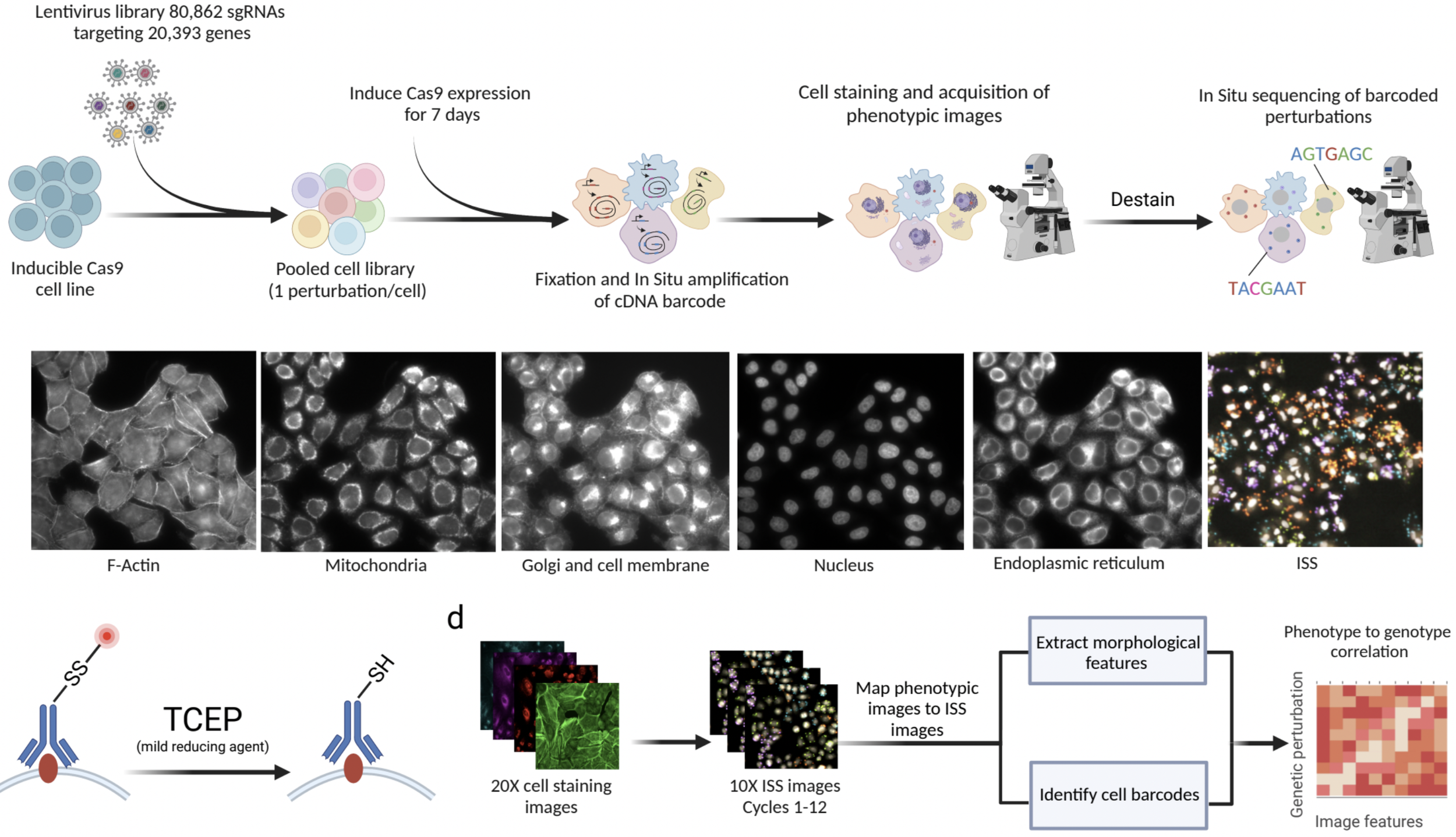 A genome-wide atlas of human cell morphology