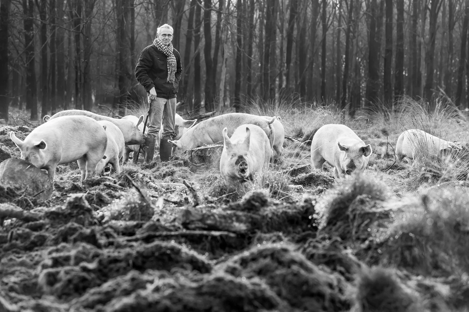 organic pig farmer Stirlingshire.jpg