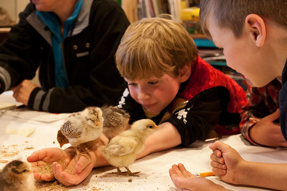 Nick w Chicks.jpg