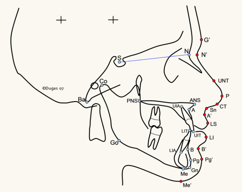 Skeletal Morphology