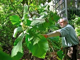 Larry Miller shows us Big Leaf Magnolia bloom