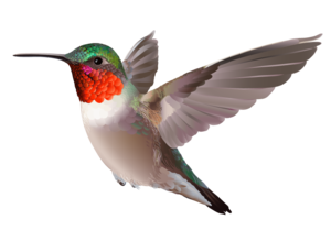 Club Bird - Hummingbird