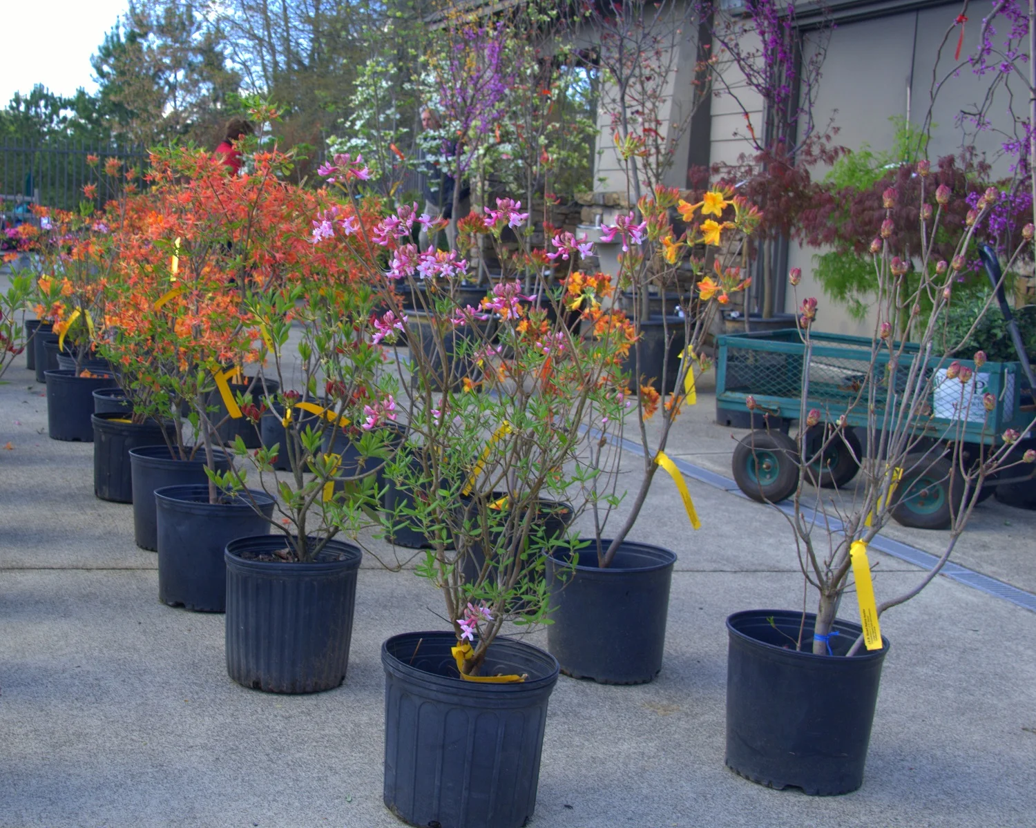 Plant Sale